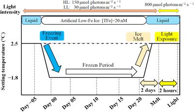 Low Fe Availability for Photosynthesis of Sea-Ice Algae: Ex situ Incubation of the Ice Diatom Fragilariopsis cylindrus in Low-Fe Sea Ice Using an Ice Tank